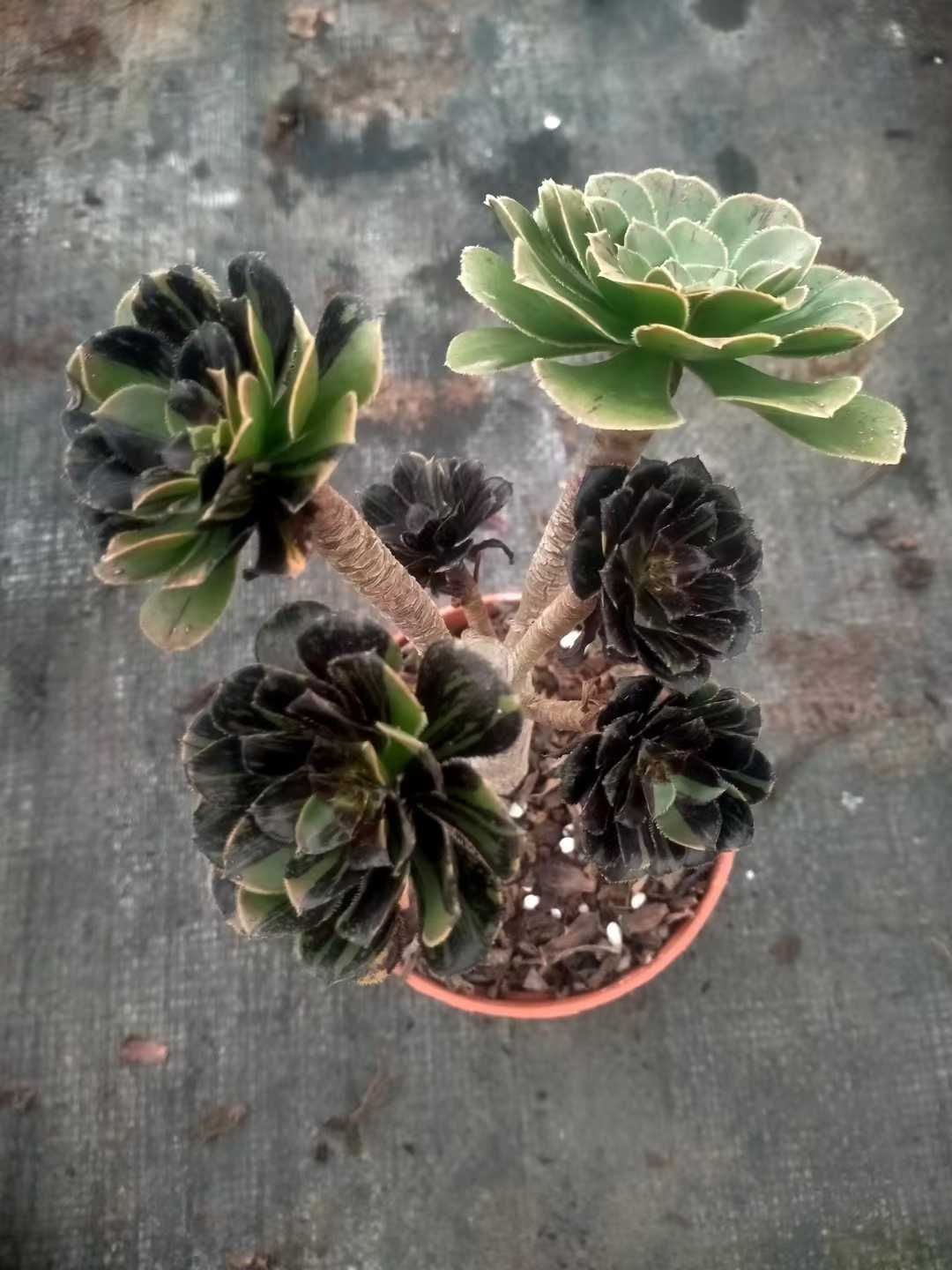 12株の抜き苗セット】アエオニウム 多肉植物 佐川急便発送 エケベリア