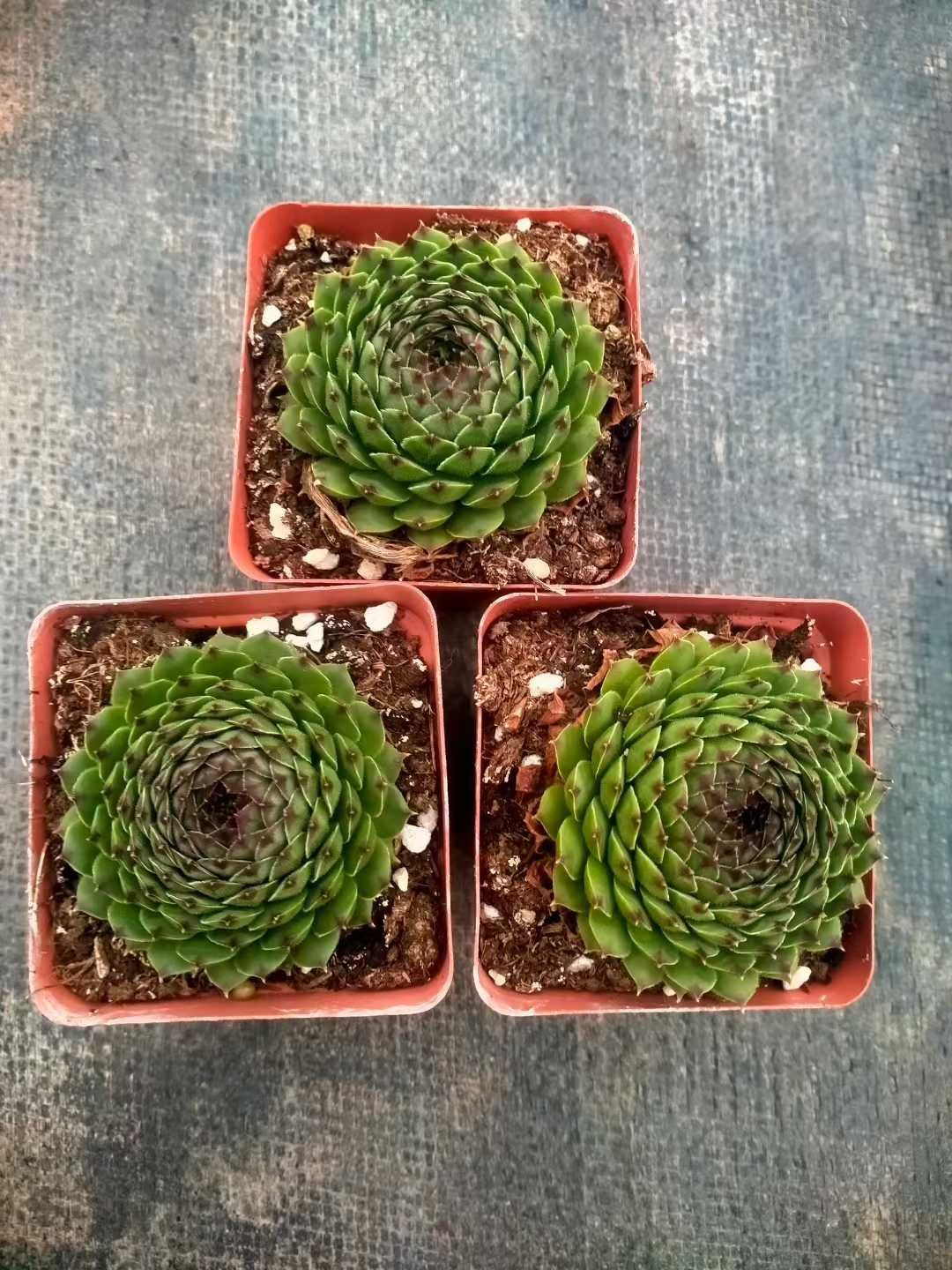 50株の抜き苗セット】センペルビウム・グリーン 多肉植物 佐川急便発送