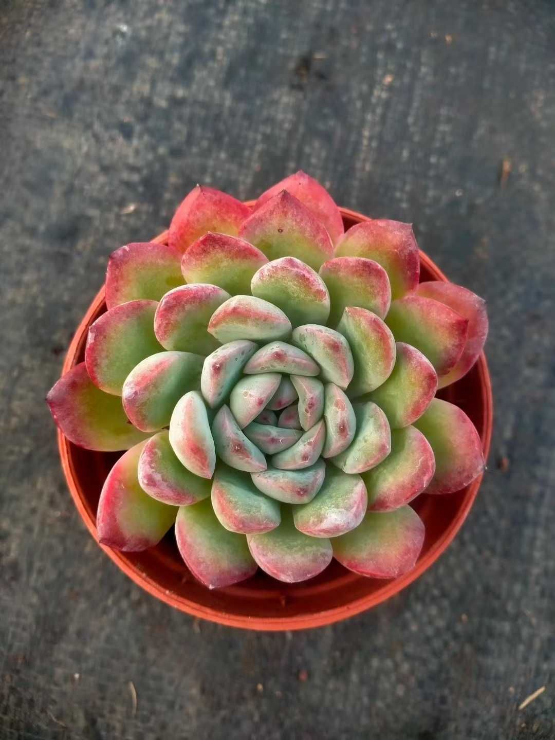 韓国苗　多肉植物　超特大 エケベリア　年末年始ギフト　18苗セット【SP1】 韓国苗 多肉植物 超特大 エケベリア 年末年始ギフト 18苗セット【SP1