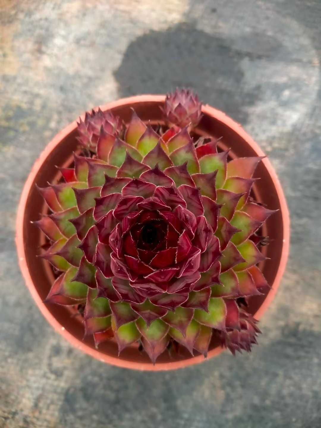 18株の抜き苗セット】センペルビウム 多肉植物 佐川急便発送