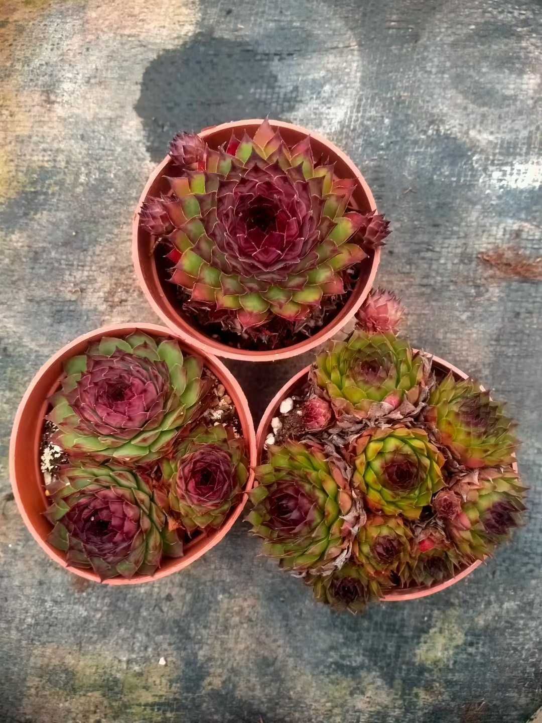 18株の抜き苗セット】センペルビウム 多肉植物 佐川急便発送