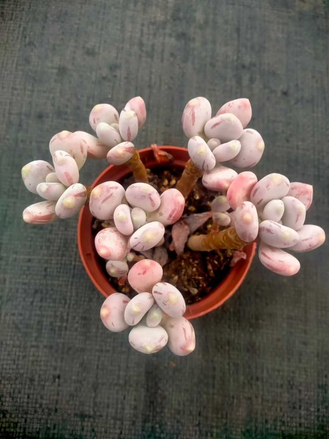 18株の抜き苗セット】ピンク姫 多肉植物 佐川急便発送 エケベリア 韓国