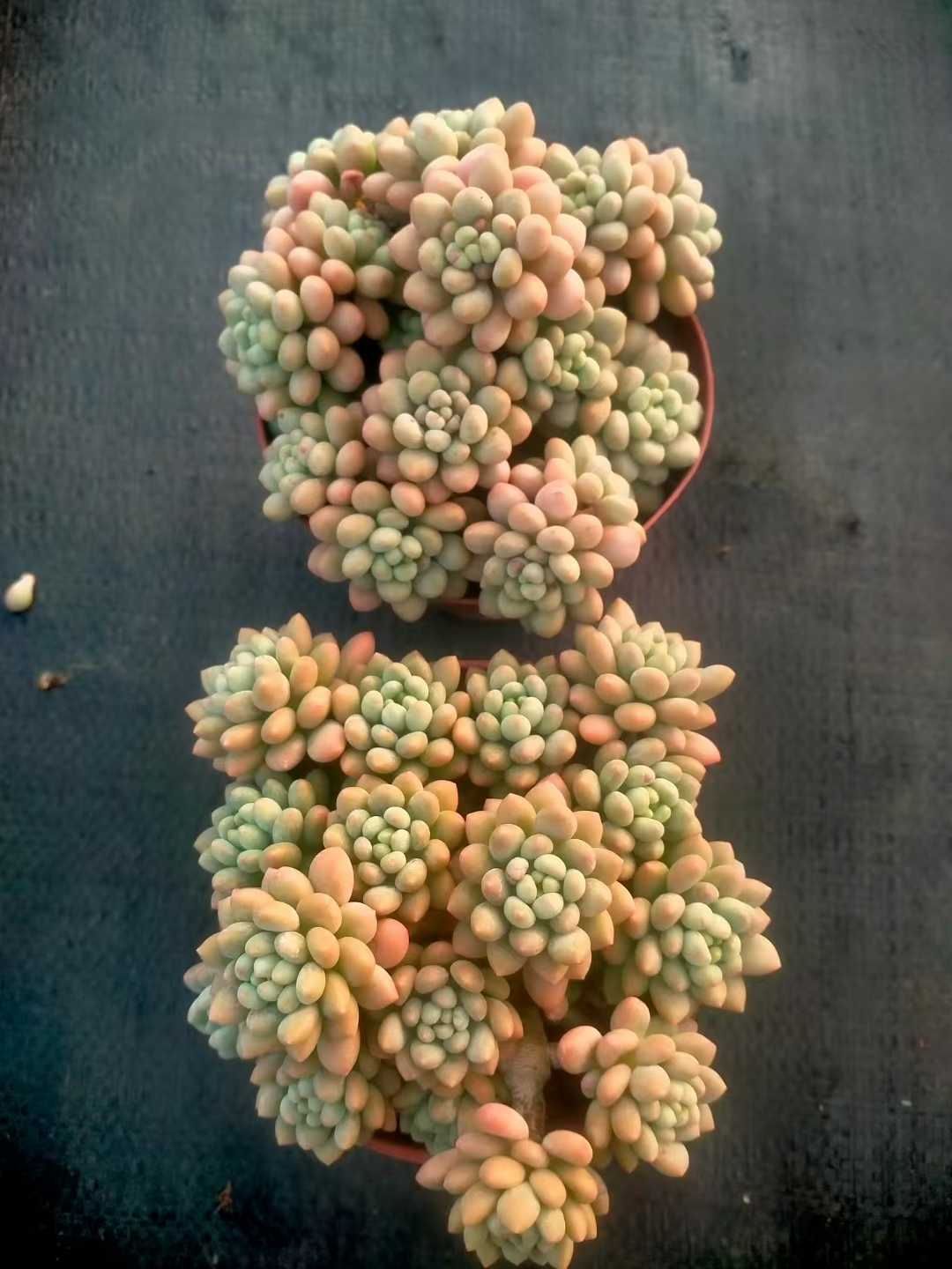 12株の抜き苗セット】ロココ 多肉植物 佐川急便発送 エケベリア 韓国苗