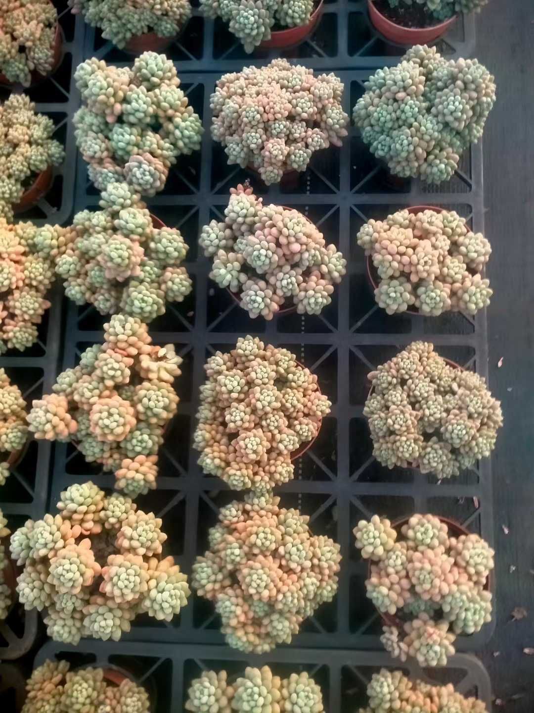 Team nicori1(F)3 熟株苗セット メルカリ便 Team nicori1(F)3 熟株苗