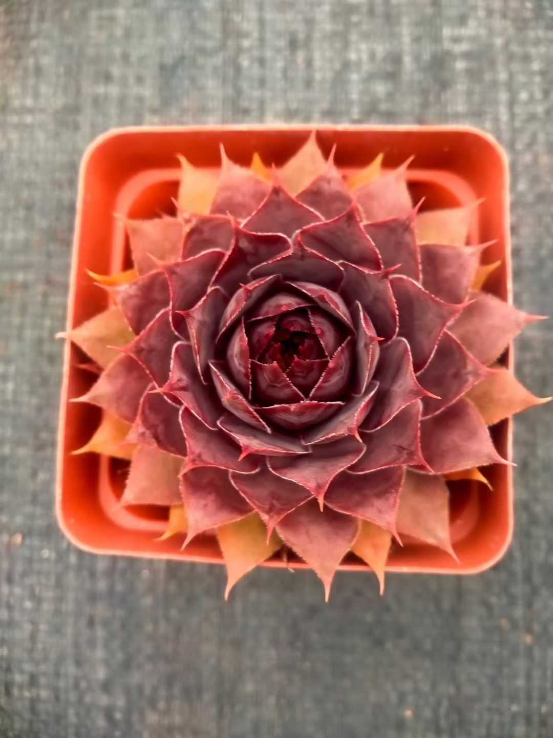 48株の抜き苗セット】センペルビウム 多肉植物 佐川急便発送