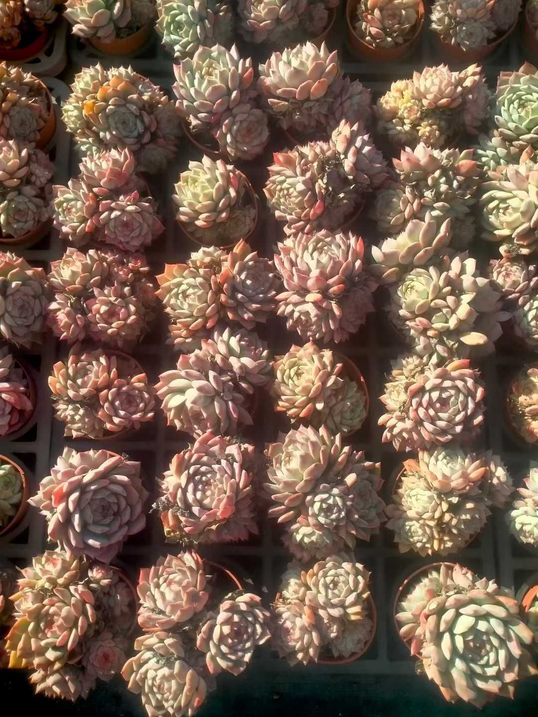 35株の抜き苗セット】ティッピー 多肉植物 佐川急便発送 エケベリア