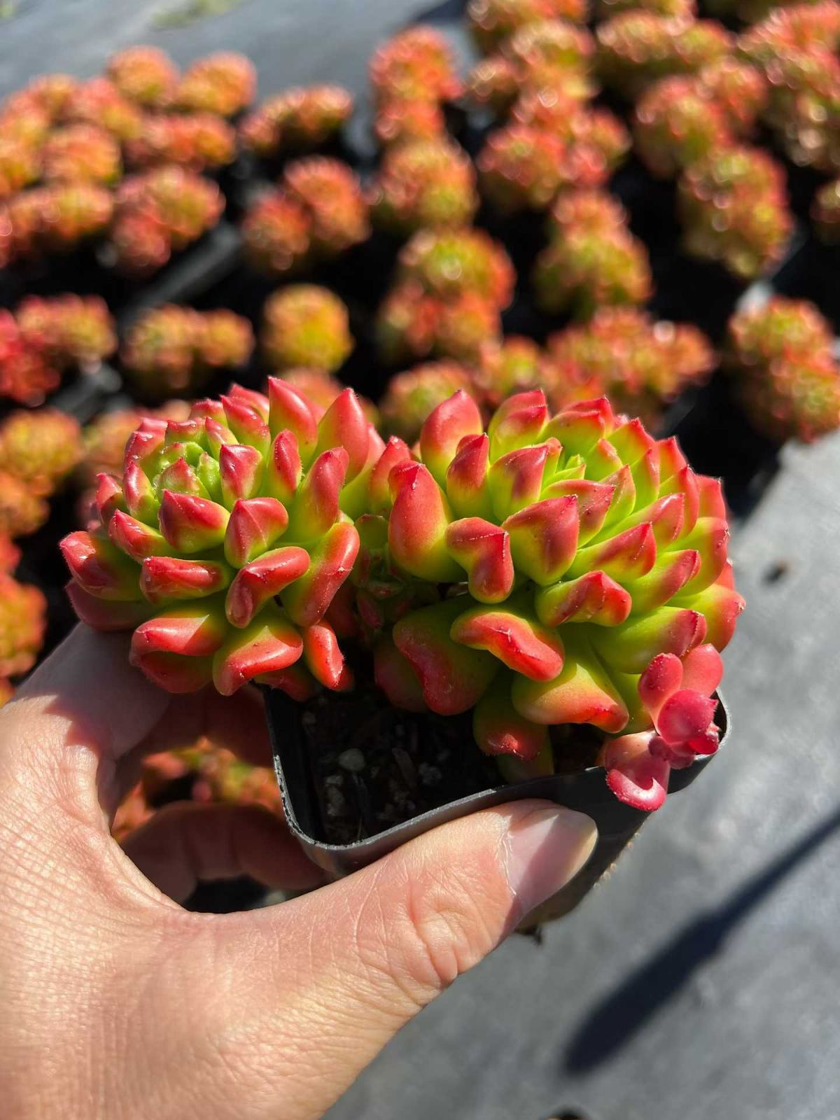 54株の抜き苗セット】レッドデントウ2頭 多肉植物 佐川急便発送