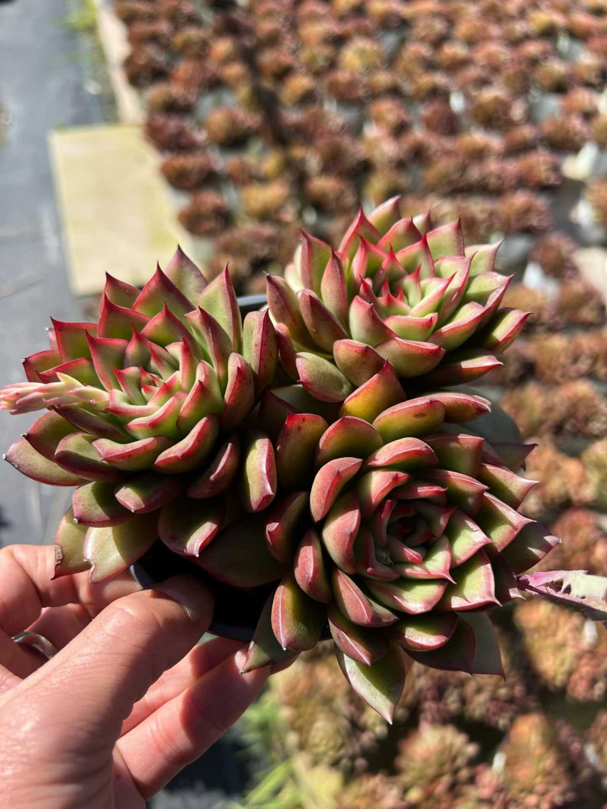 24株の抜き苗セット】チェリー3頭 多肉植物 佐川急便発送 エケベリア