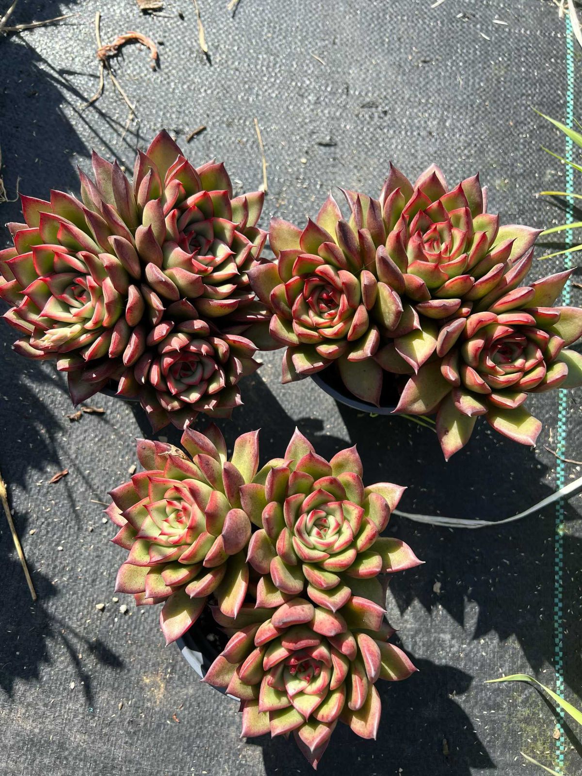 24株の抜き苗セット】チェリー3頭 多肉植物 佐川急便発送 エケベリア