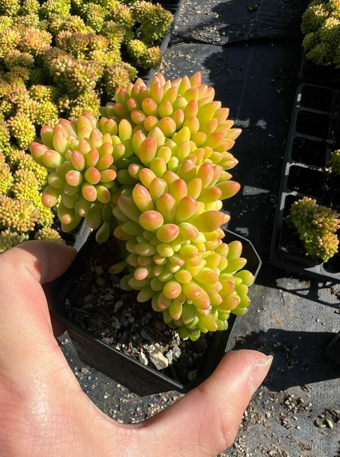 54株の抜き苗セット】春萌石化 多肉植物 佐川急便発送 エケベリア 韓国