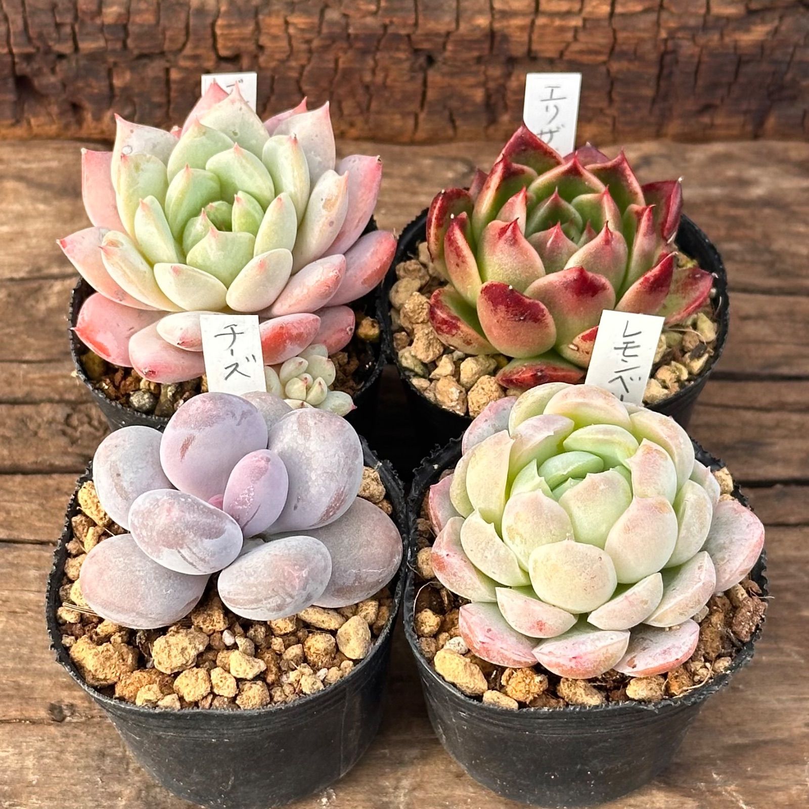 1-39】多肉植物4点セット（現品限り） - メルカリ