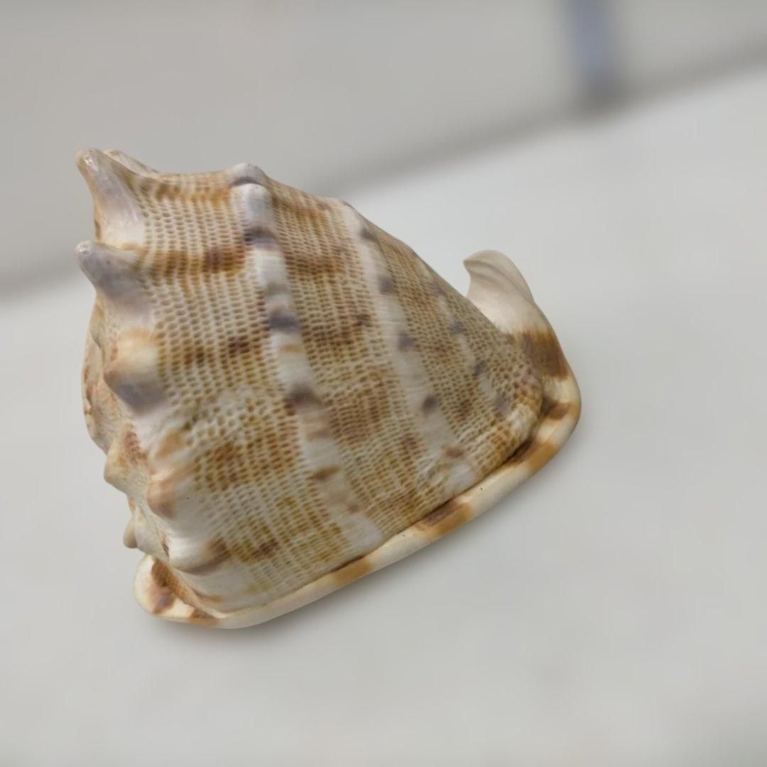 シャコガイ 天然貝殻 貝殻セット 観賞用 マリンインテリア 海 貝