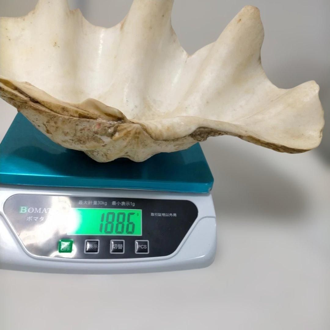 シャコガイ 天然貝殻 貝殻セット 観賞用 マリンインテリア 海 貝