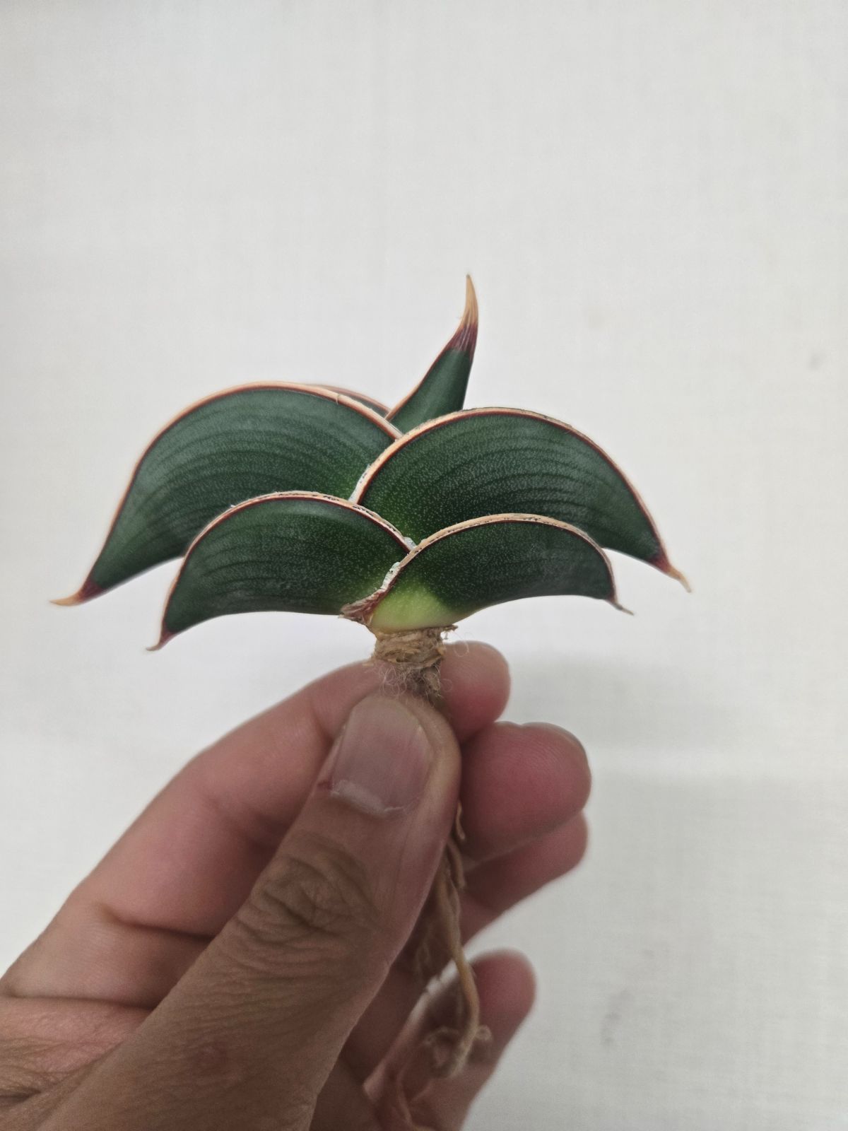 サンセベリア☆ロリダ - メルカリ