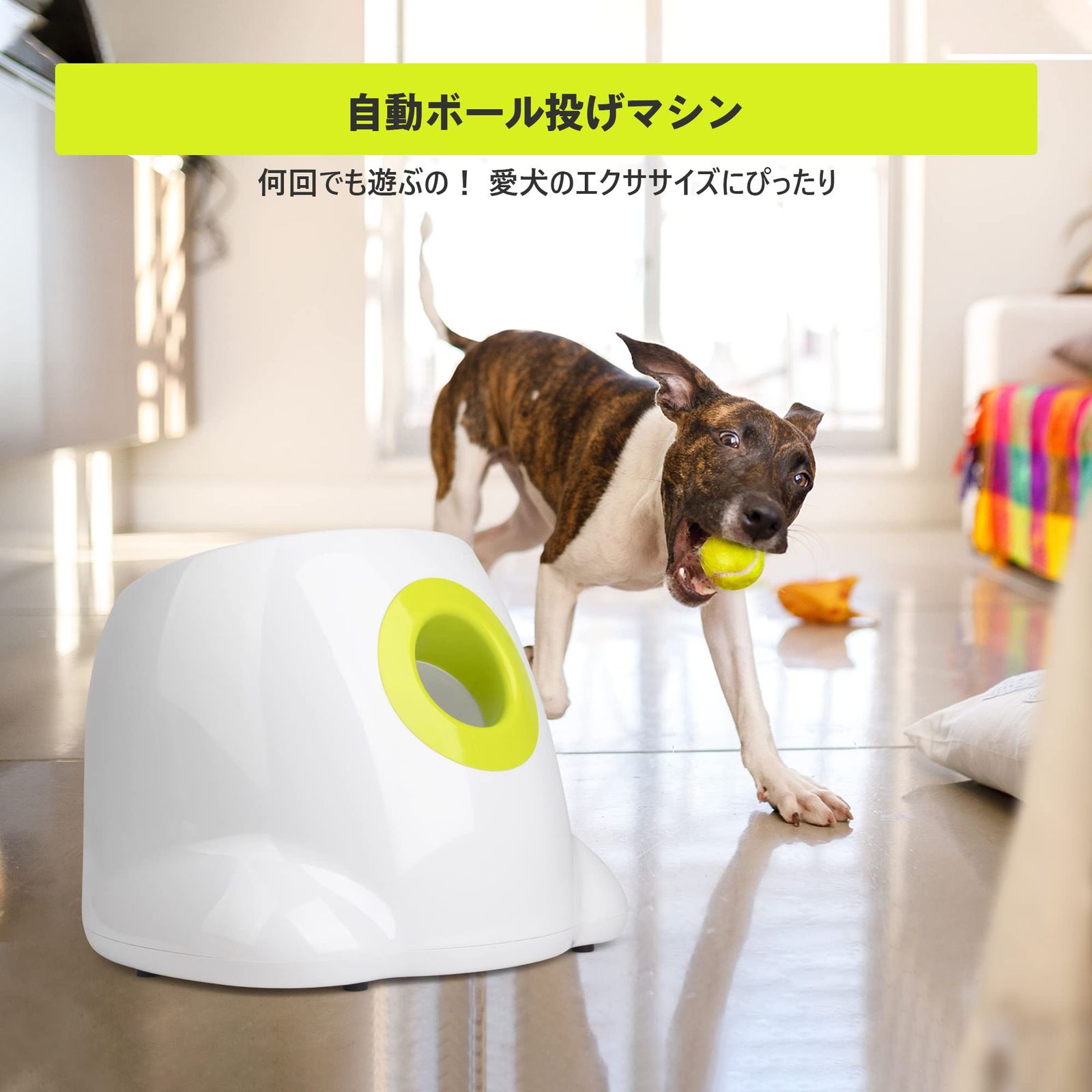 ボール投げ 犬用