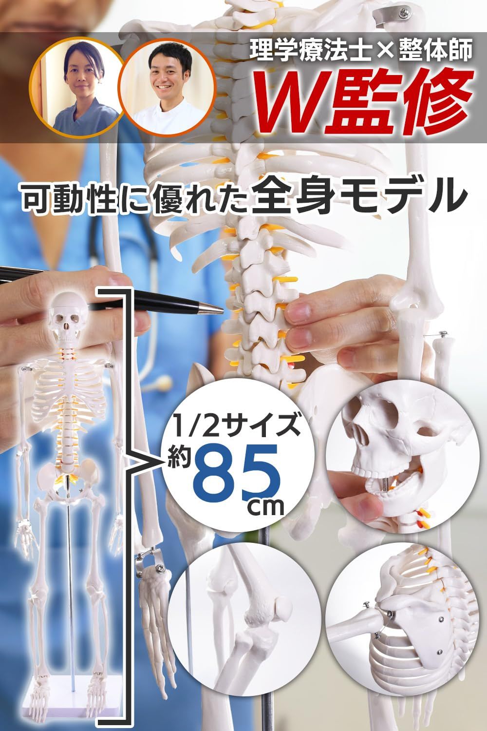 理学療法士×整体師W監修】 人体模型 1/2 全身骨格模型 骨模型 約85cm