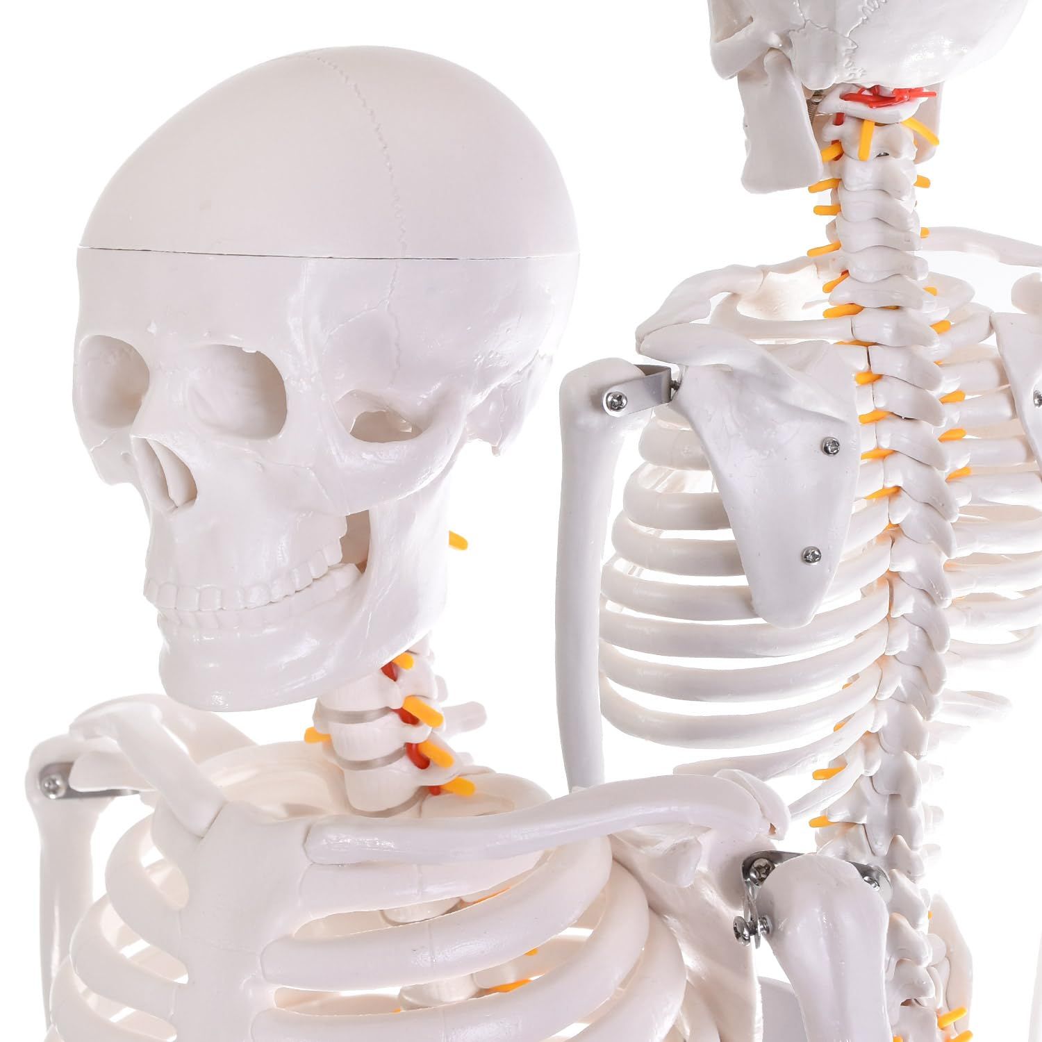 理学療法士×整体師W監修】 人体模型 1/2 全身骨格模型 骨模型 約85cm