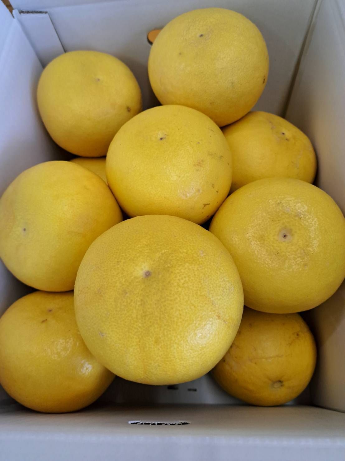 地元果物屋おすすめ高知宿毛産土佐文旦3Lサイズ20キロ【メルカリ便送込 高知宿毛産 土佐文旦 3L 20kg 地元おすすめ - メルカリ