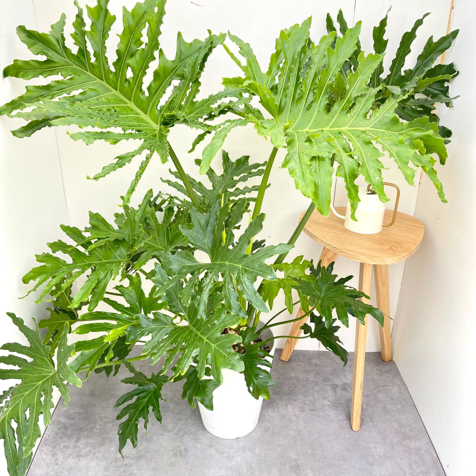 フィロデンドロン セローム 根上がり 7【現品】観葉植物 室内 特大 10