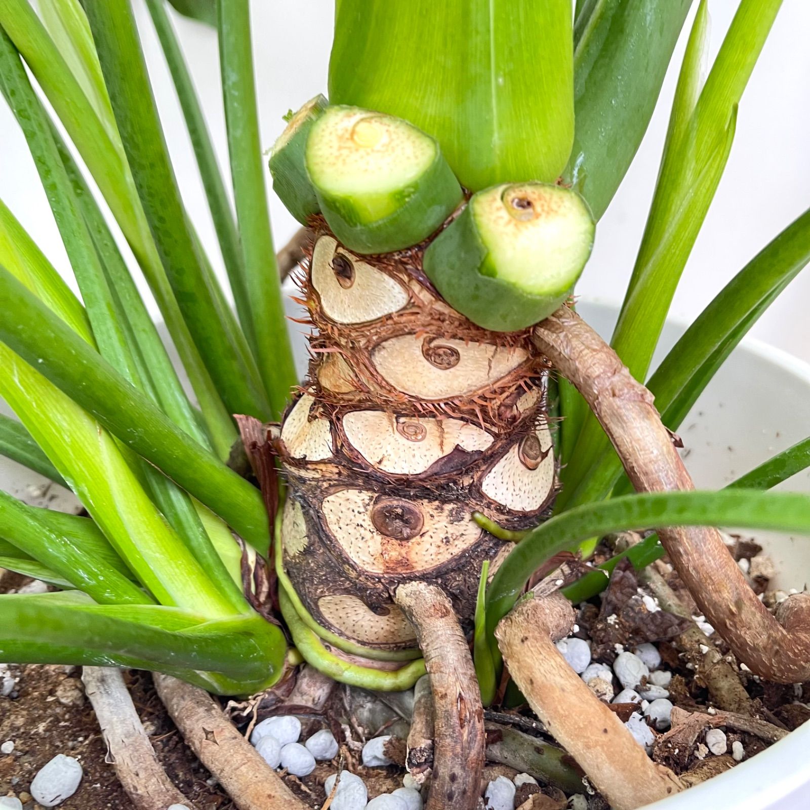 フィロデンドロン セローム 根上がり 7【現品】観葉植物 室内 特大 10