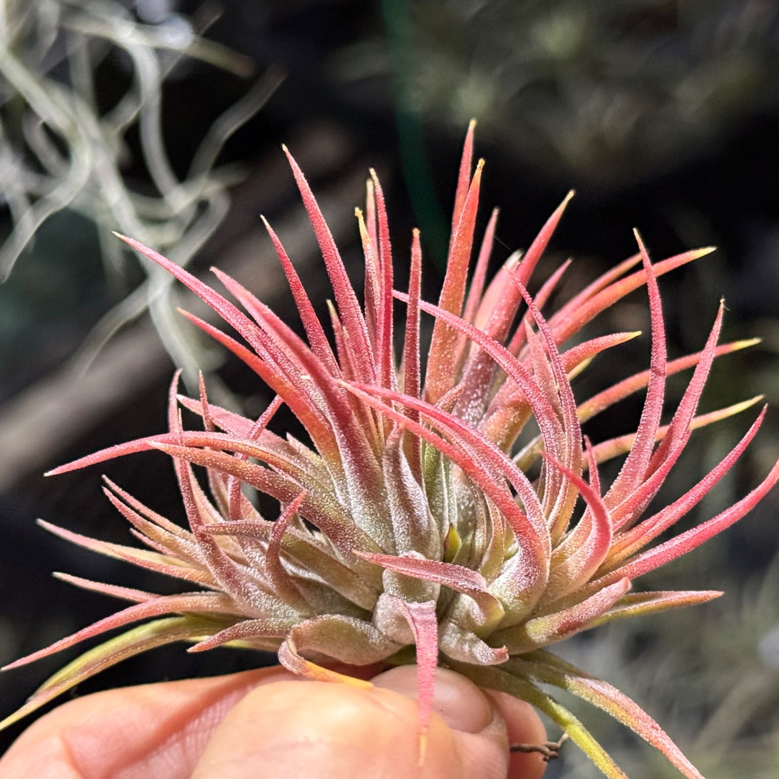 現品＊ ネコポス匿名＊ 4頭クランプ＊ チランジア イオナンタ