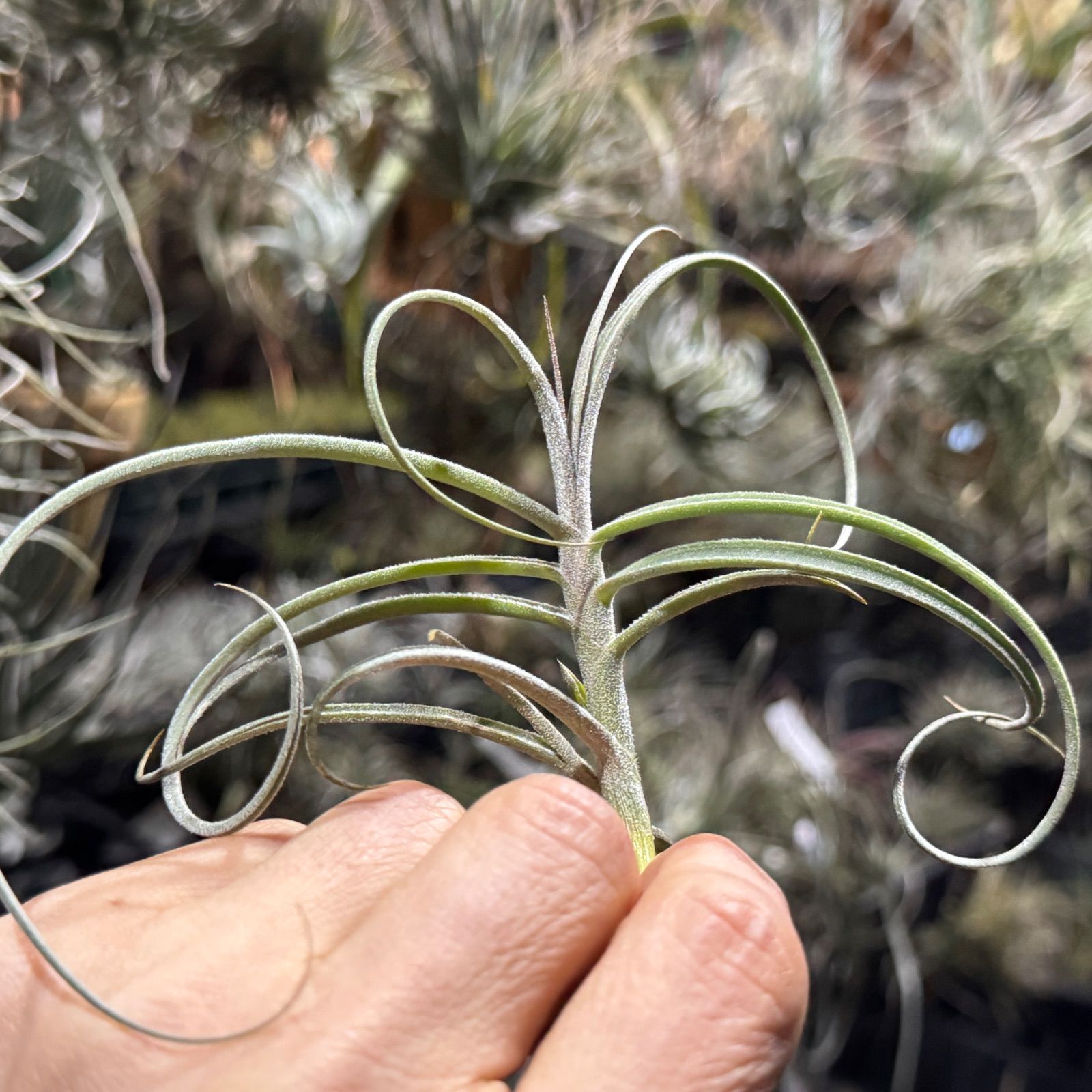 チランジア ドゥラティ　超メルカリ市限定価格 チランジア ドゥラティ ③ 超メルカリ市限定価格！