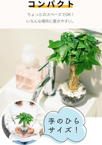 迅速に発送 miipas ガジュマル パキラ テーブルヤシ 3種セット 観葉植物 ハイドロカルチャー がじゅまるの木 ミニ 卓上 デスク 風水 室内用 虫がわかない テーブルやし ミニサイズ かんよう植物 トイレ 土を使わない 2 fb 55917