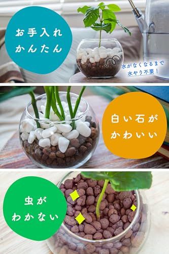 がじゅまるの木