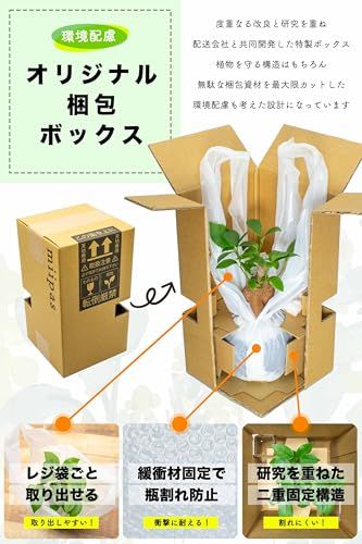  迅速に発送 miipas ガジュマル パキラ テーブルヤシ 3種セット 観葉植物 ハイドロカルチャー がじゅまるの木 ミニ 卓上 デスク 風水 室内用 虫がわかない テーブルやし ミニサイズ かんよう植物 トイレ 土を使わない 2 fb 55917 その他 キッチン 食器