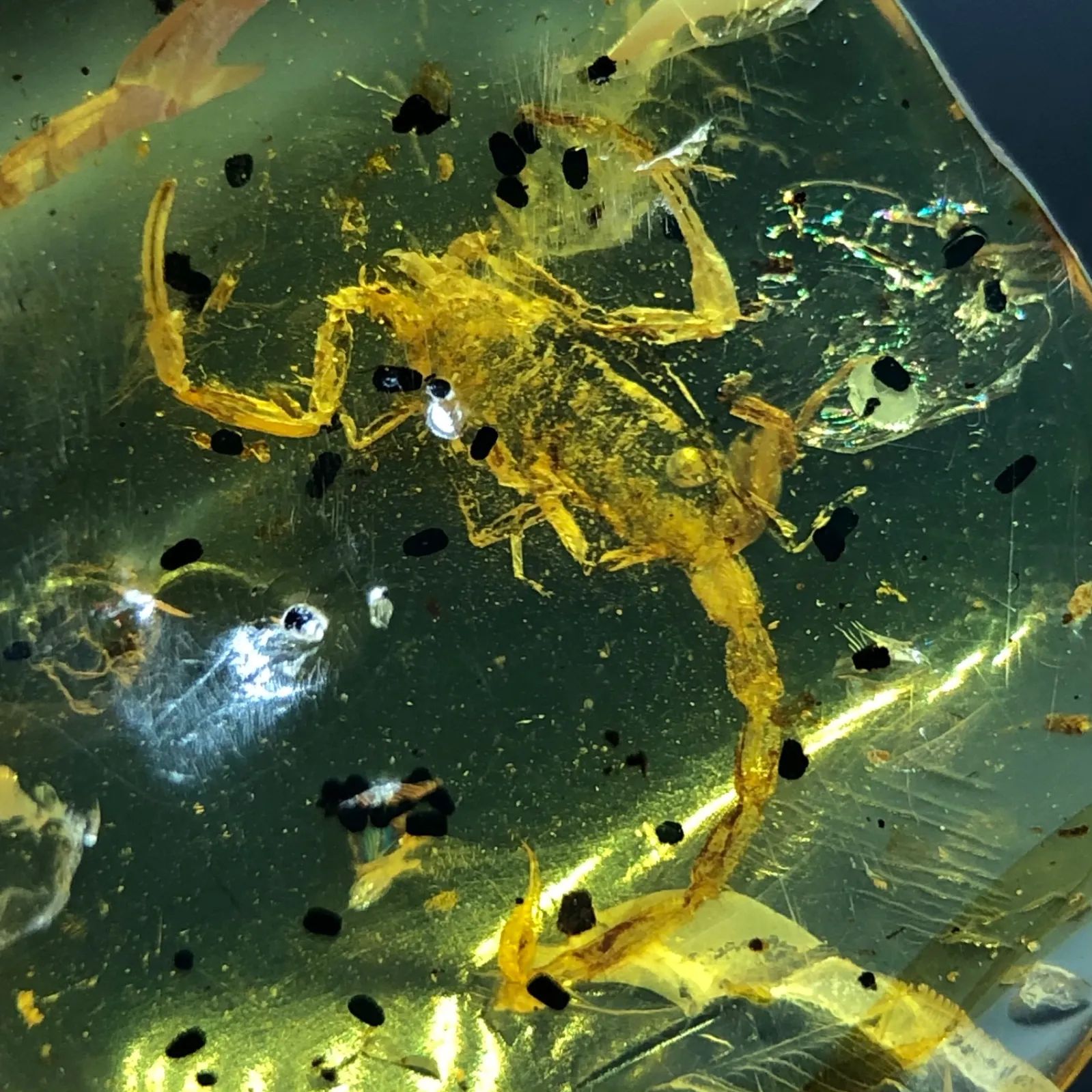 希少・お買い得] 天然 非加熱 虫入り琥珀 サソリ 化石 バーマイト 4.35