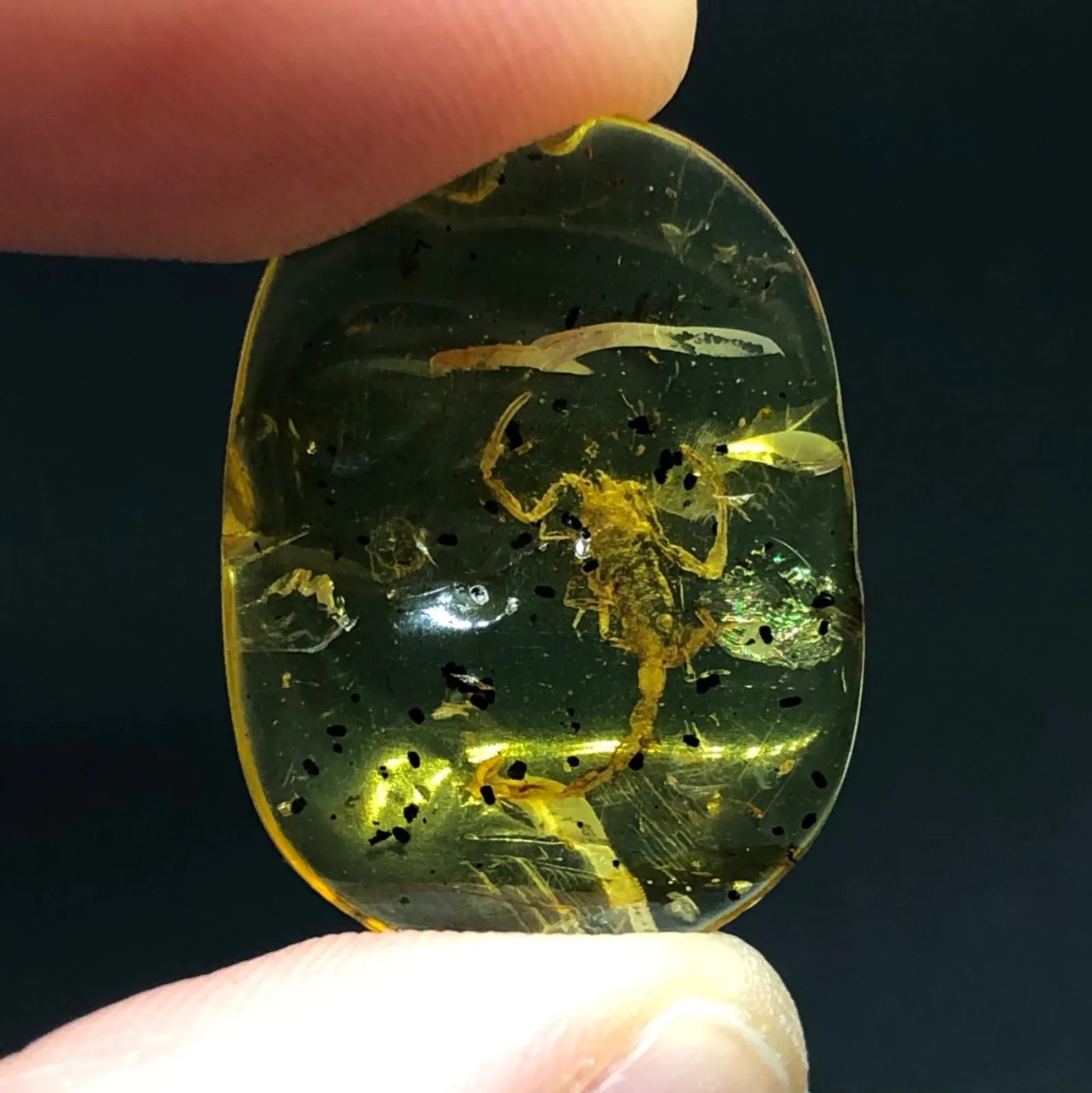 希少・お買い得] 天然 非加熱 虫入り琥珀 サソリ 化石 バーマイト 4.35