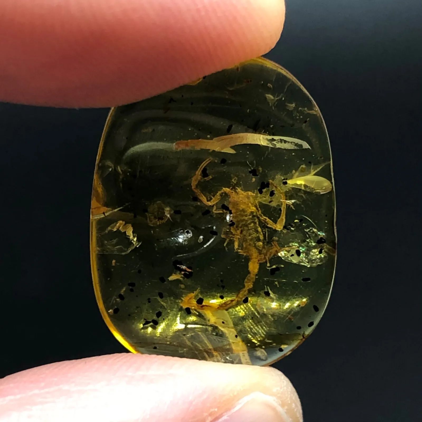 希少・お買い得] 天然 非加熱 虫入り琥珀 サソリ 化石 バーマイト 4.35