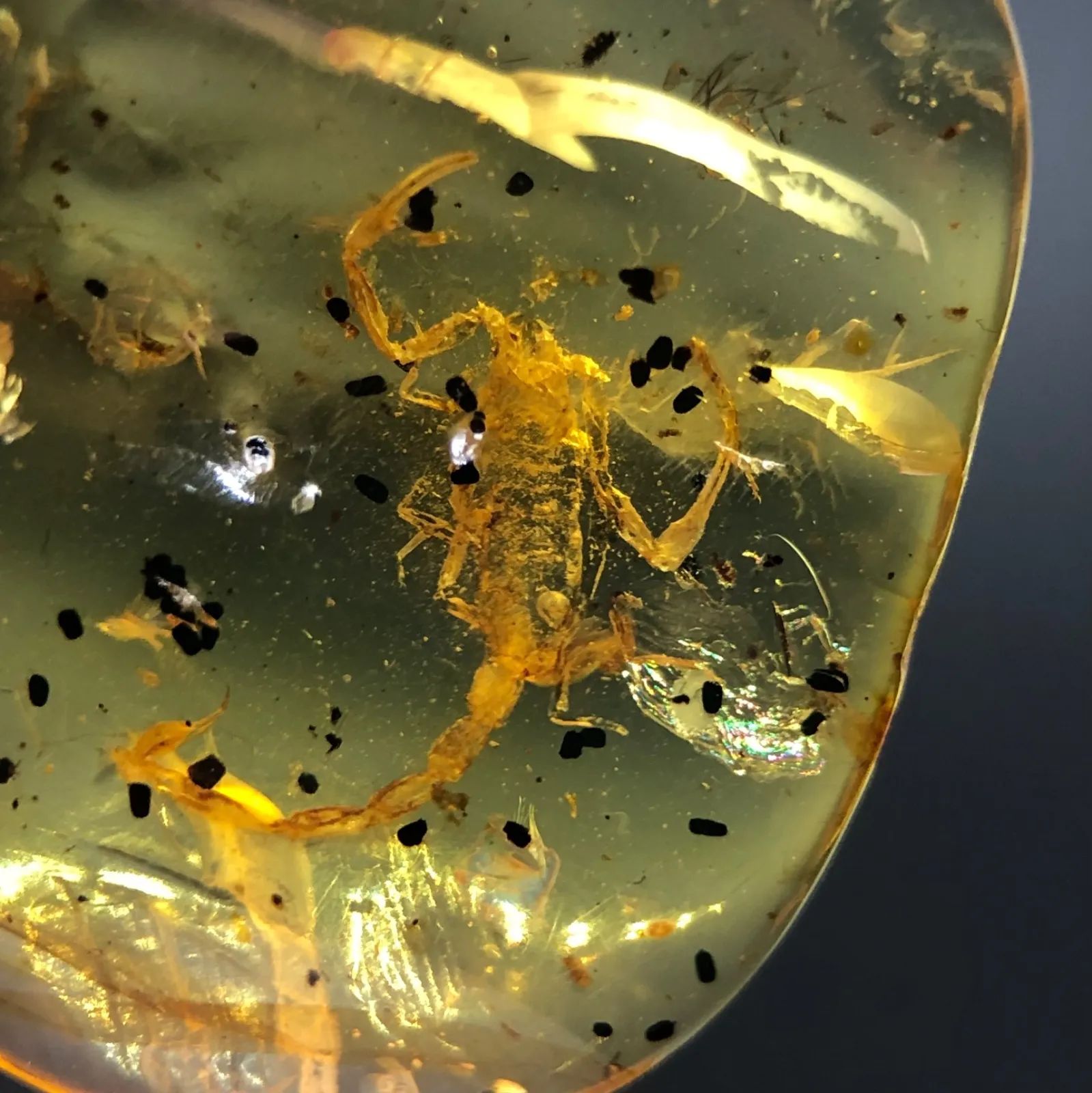 希少・お買い得] 天然 非加熱 虫入り琥珀 サソリ 化石 バーマイト 4.35