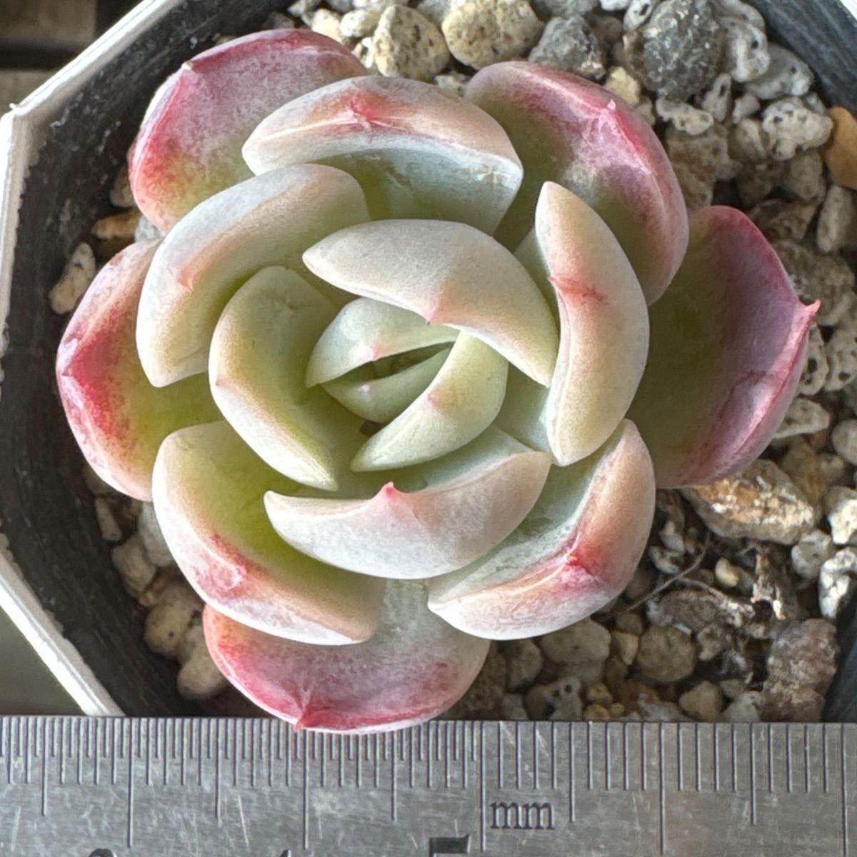 多肉植物 エケベリア miyaさん苗 命名種 ひなの 2026年最新】Miyaさん苗 ひなのの人気アイテム - メルカリ