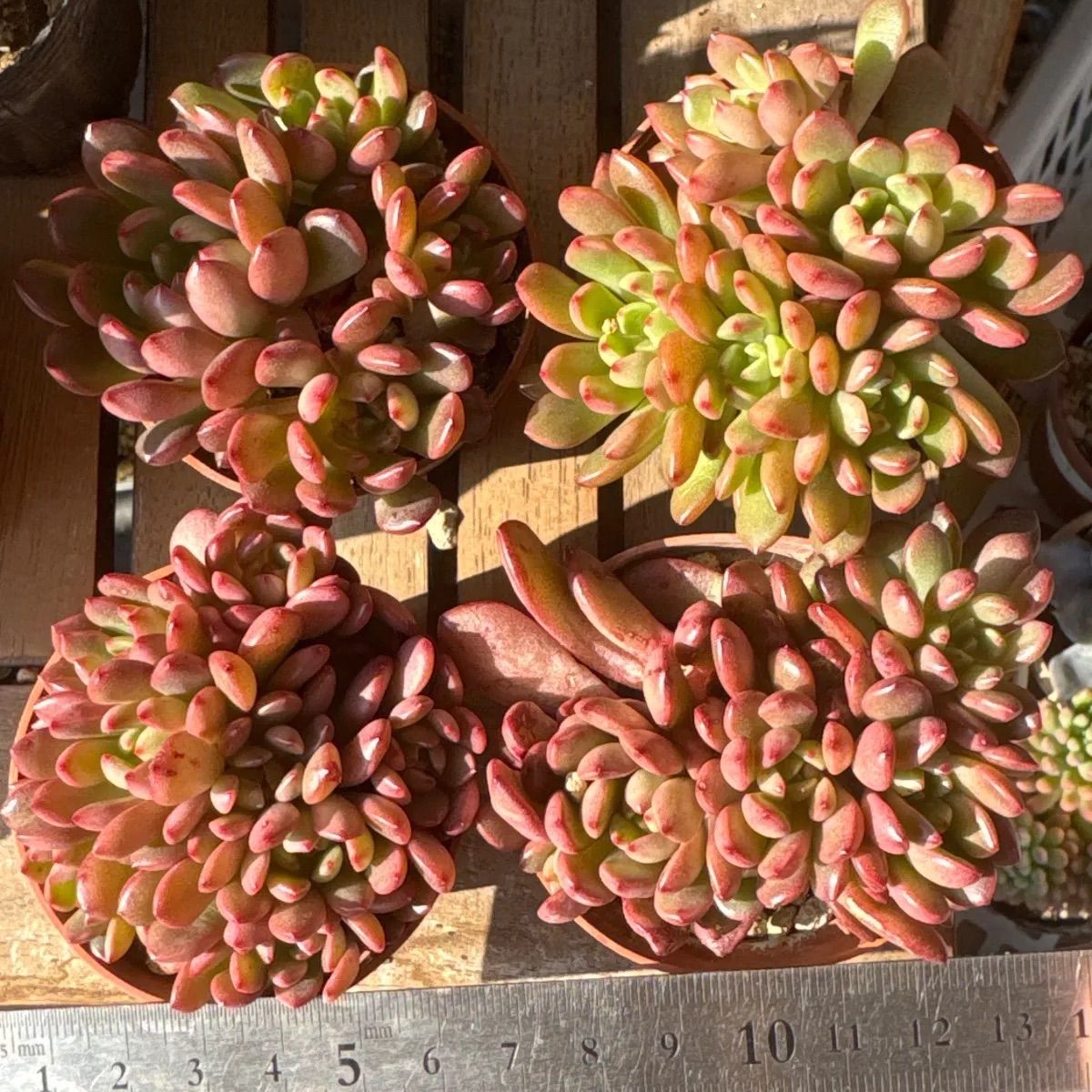 ピンクルルビー❣️丼にいかがですか？❣️多肉植物 抜き苗 - メルカリ