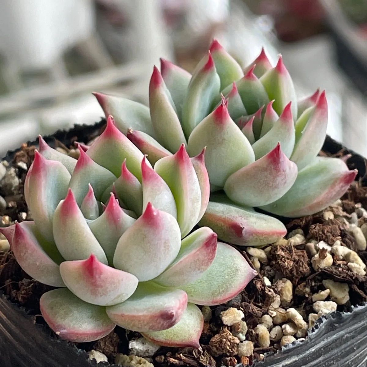 多肉植物♡桃太郎❤︎抜き苗(根付き) - メルカリ