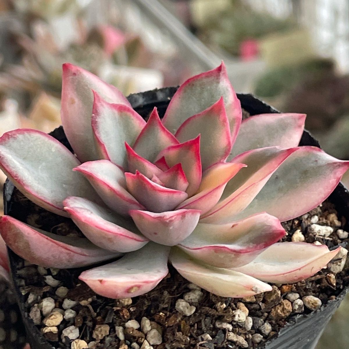 多肉植物   ムーンガドニス覆輪錦 多肉植物 ムーンガドニス覆輪錦 【公式通販】