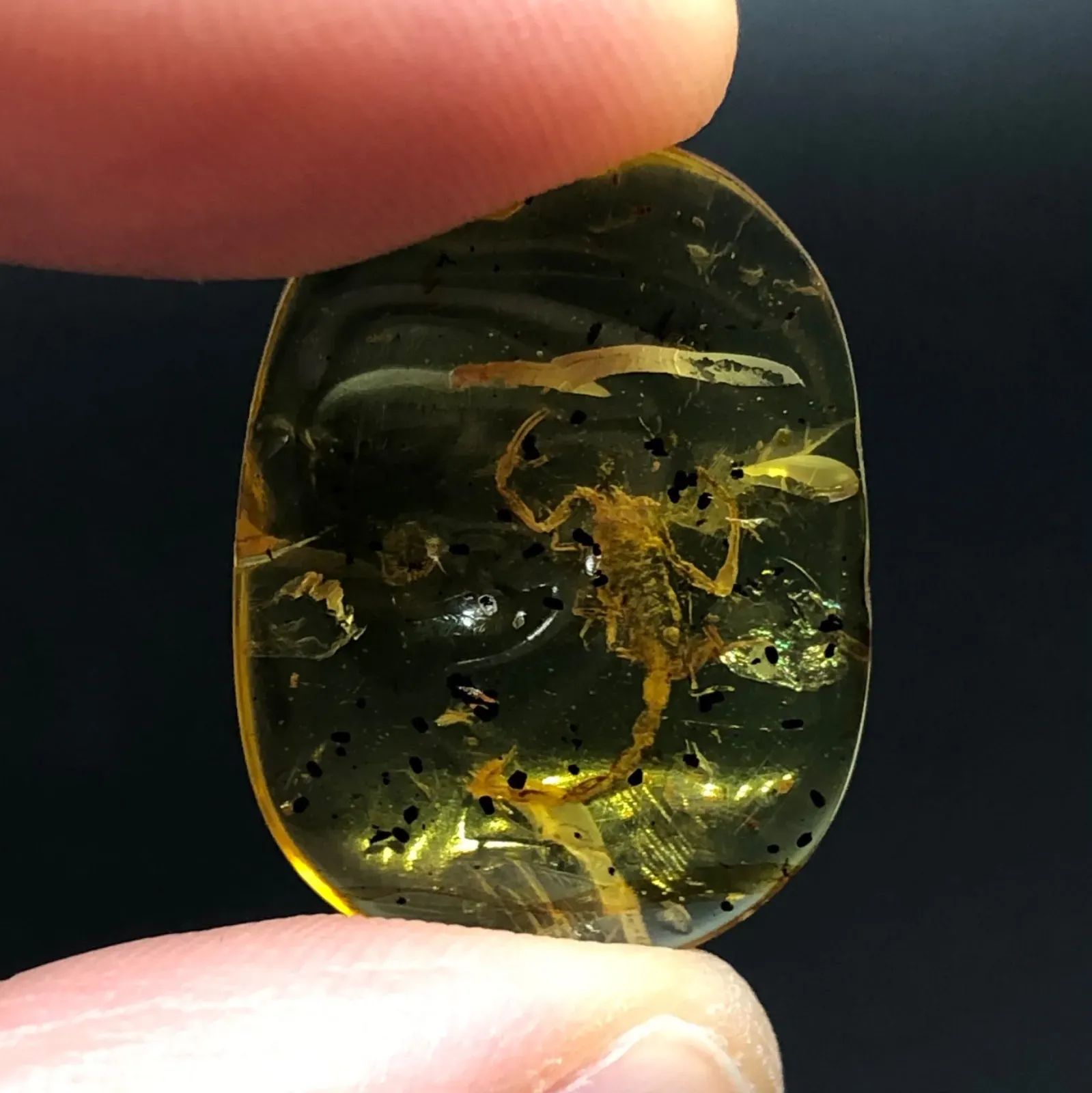 希少・お買い得] 天然 非加熱 虫入り琥珀 サソリ 化石 バーマイト 4.35