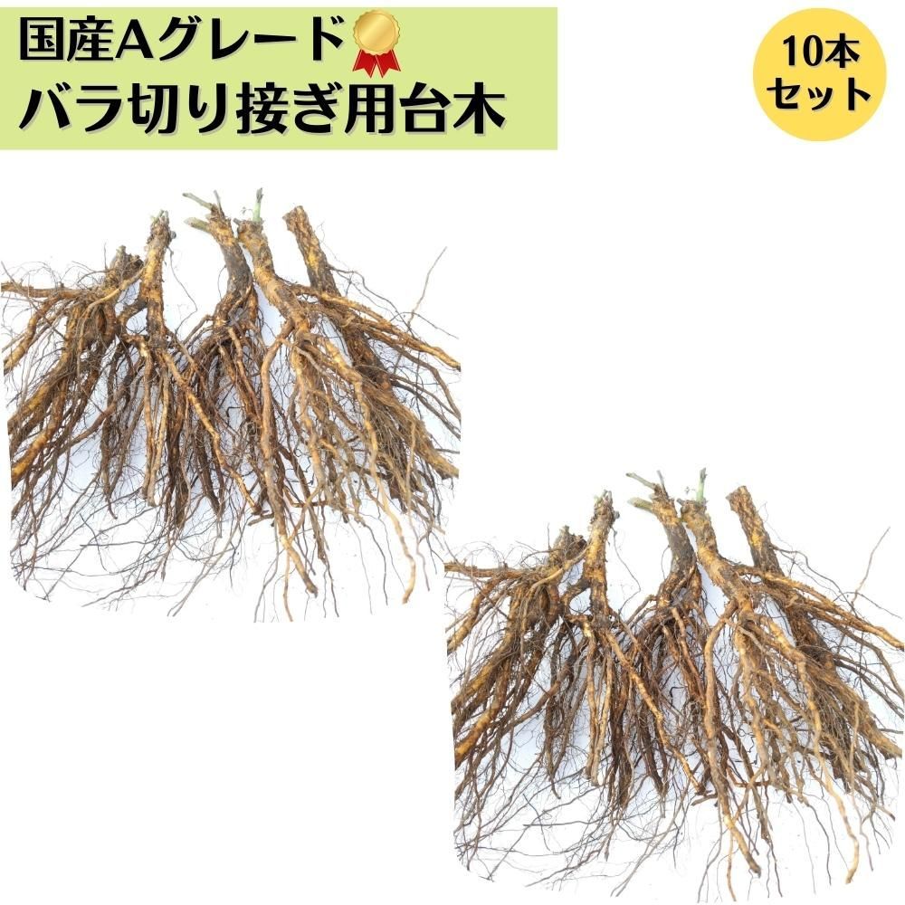 バラ 台木 10本セット《国産Aグレード品》ノイバラ 切り接ぎ用台木