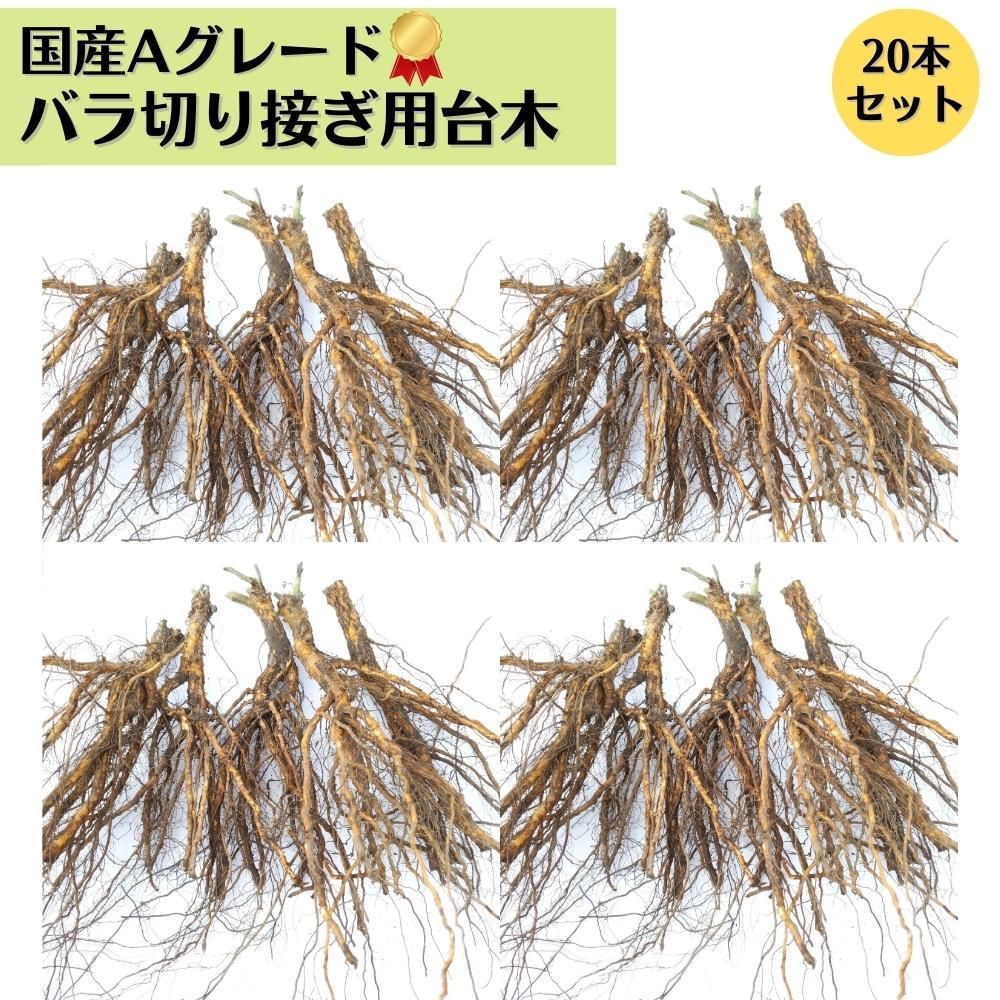 バラ 台木 20本セット《国産Aグレード品》ノイバラ 切り接ぎ用台木
