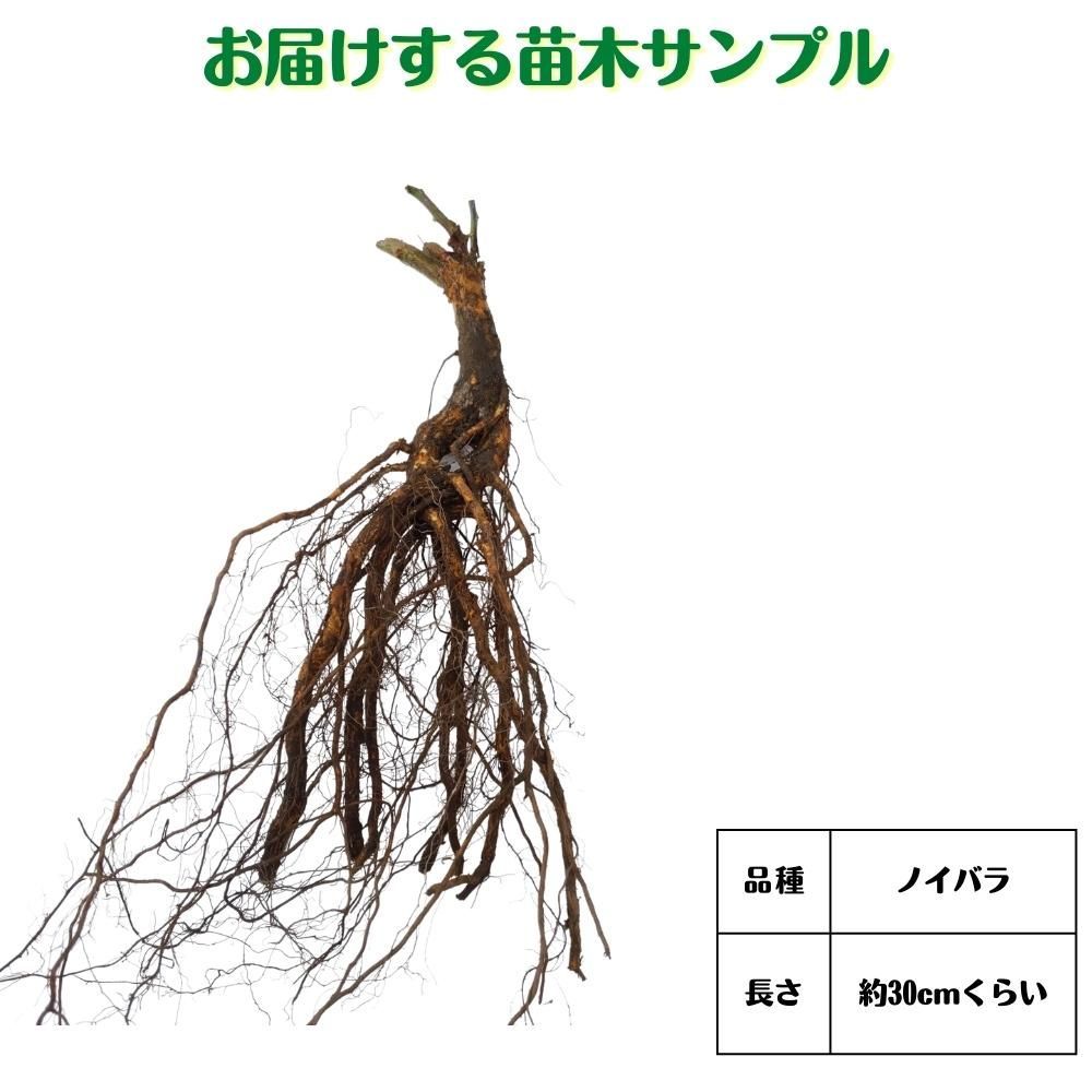 バラ 台木 20本セット《国産Aグレード品》ノイバラ 切り接ぎ用台木