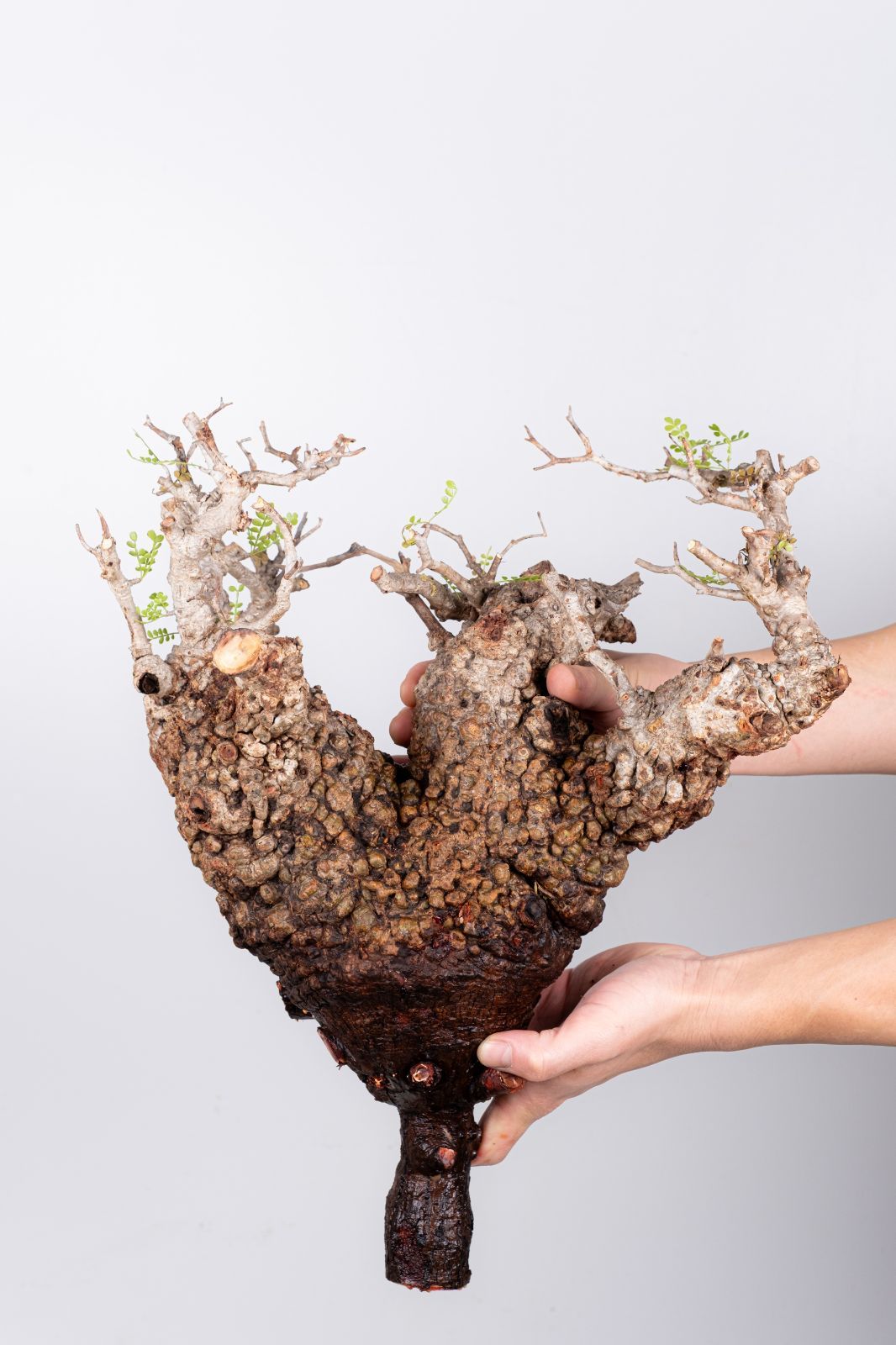 WP31 オペルクリカリア パキプス コーデックス ベアルート株 - メルカリ