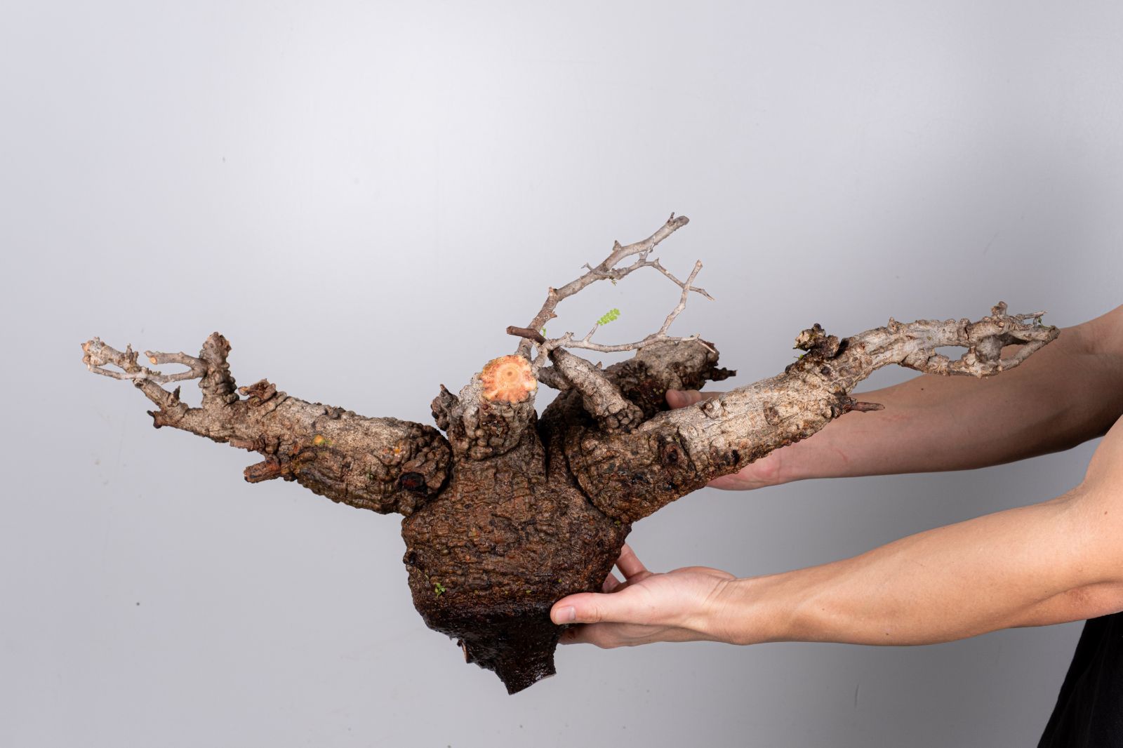 WP32 オペルクリカリア パキプス コーデックス ベアルート株 - メルカリ