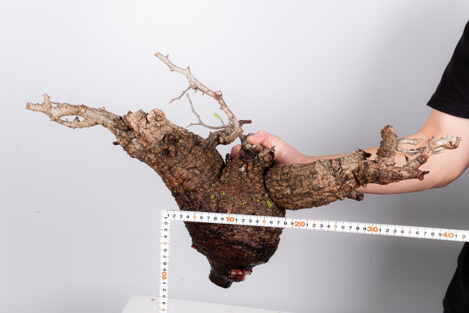 WP32 オペルクリカリア パキプス コーデックス ベアルート株 - メルカリ