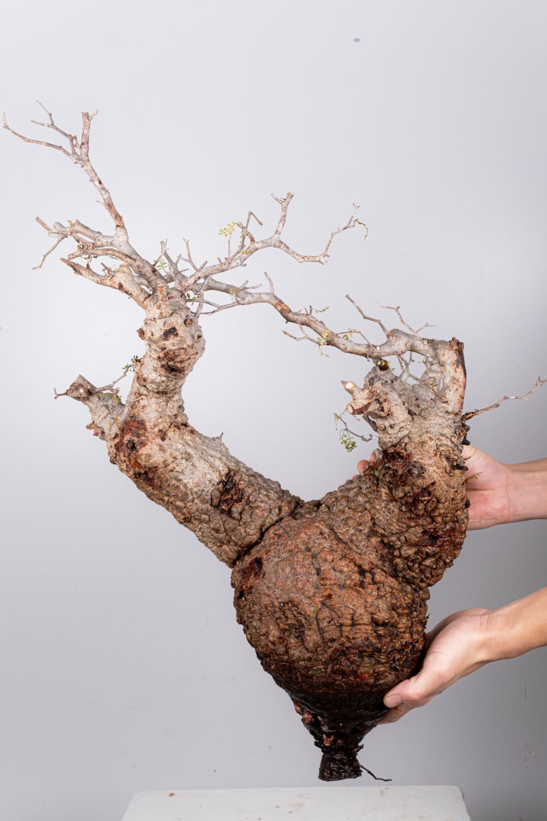 WP33 オペルクリカリア パキプス コーデックス ベアルート株 - メルカリ