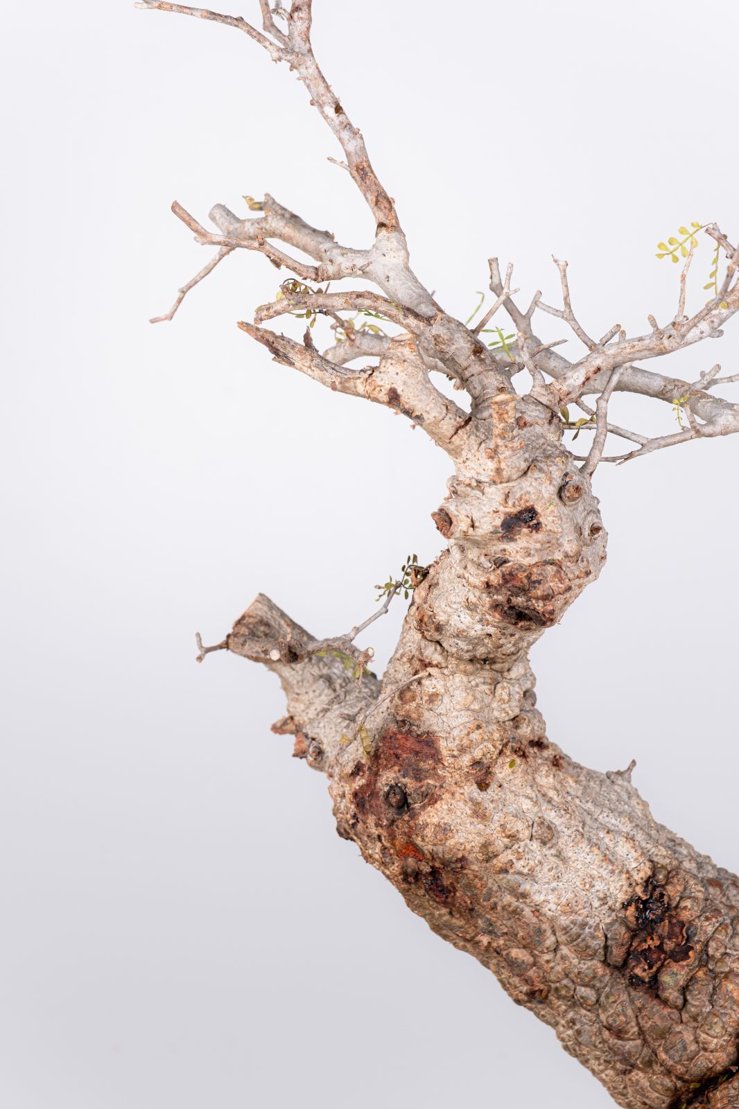 WP33 オペルクリカリア パキプス コーデックス ベアルート株 - メルカリ