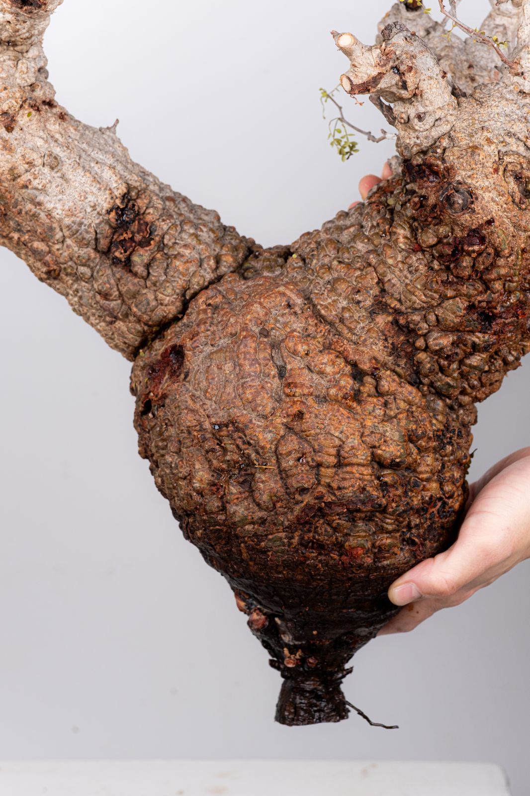 WP33 オペルクリカリア パキプス コーデックス ベアルート株 - メルカリ