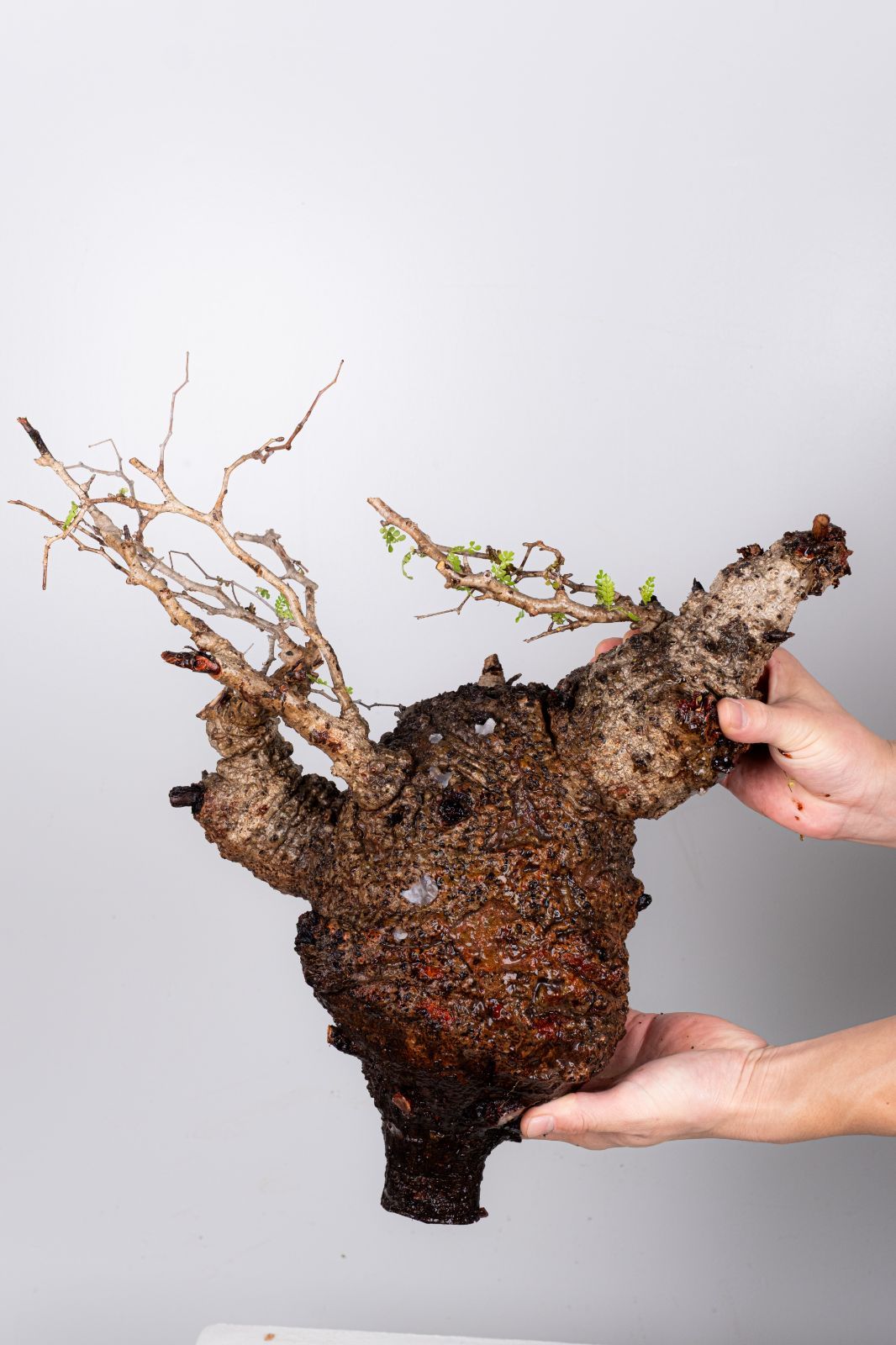 WP34 オペルクリカリア パキプス コーデックス ベアルート株 - メルカリ