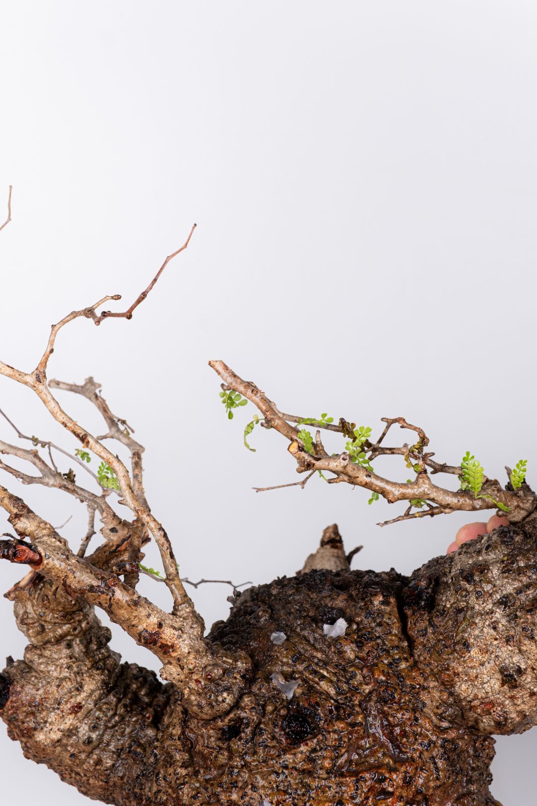 WP34 オペルクリカリア パキプス コーデックス ベアルート株 - メルカリ