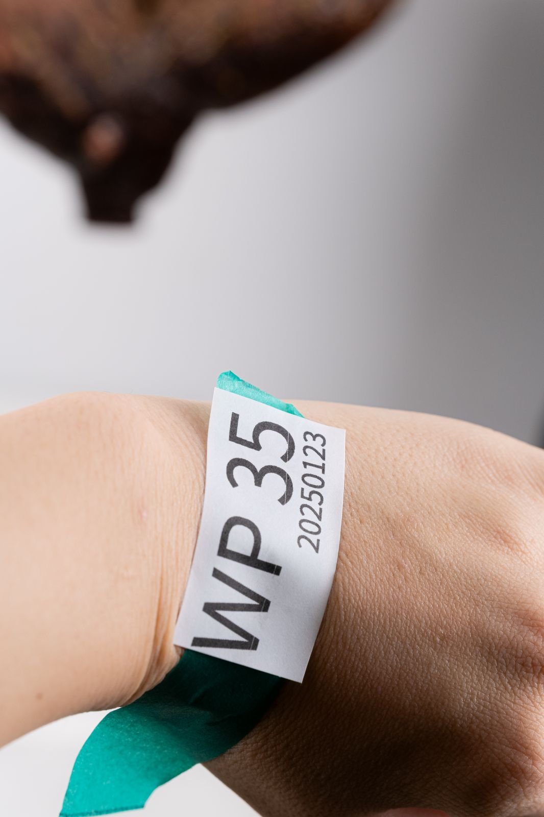 BP92 オペルクリカリア パキプス コーデックス ベアルート株 新鮮 オペルクリカリア パキプス ベアルート 山採り 未発根 丸型 美形